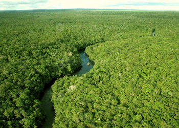 Imagem: Governo do Amazonas