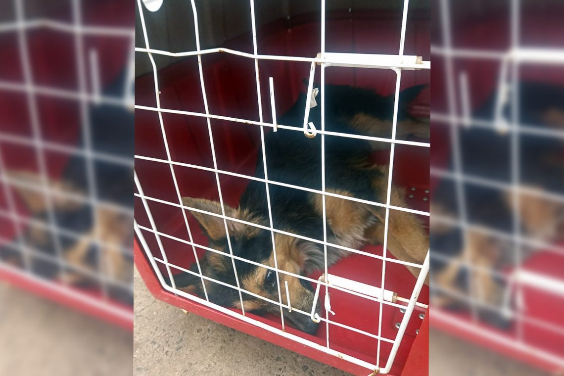 Cão que estava preso em vergalhão já passou por cirurgia e está em recuperação.  Foto: Prefeitura de Piracicaba / Divulgação