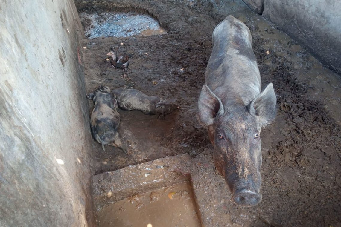 Os porcos foram encontrados em instalações inadequadas- foto- divulgação. Foto: Guarda Civil de Piracicaba.